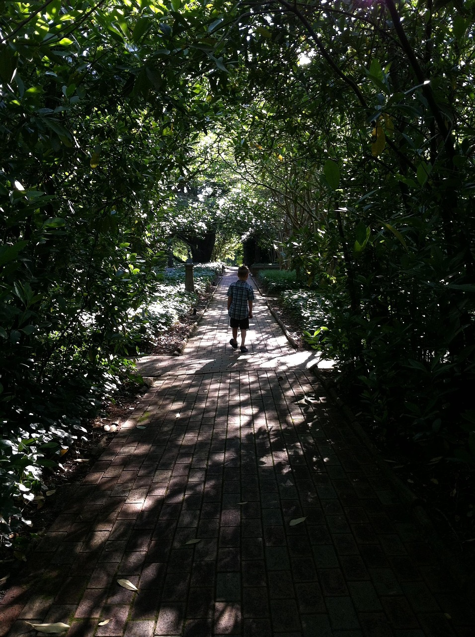 Boy, child, garden, nature, walkway, bricks, brick walkway, green, lush, summer, United States, South Carolina, Aiken