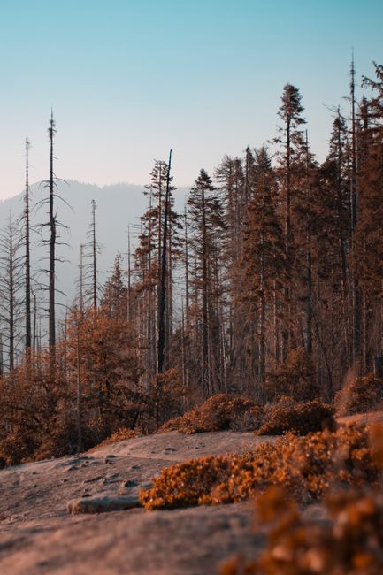 A burned forest landscape in California shows the aftermath of a wildfire, reflecting climate crisis impacts.