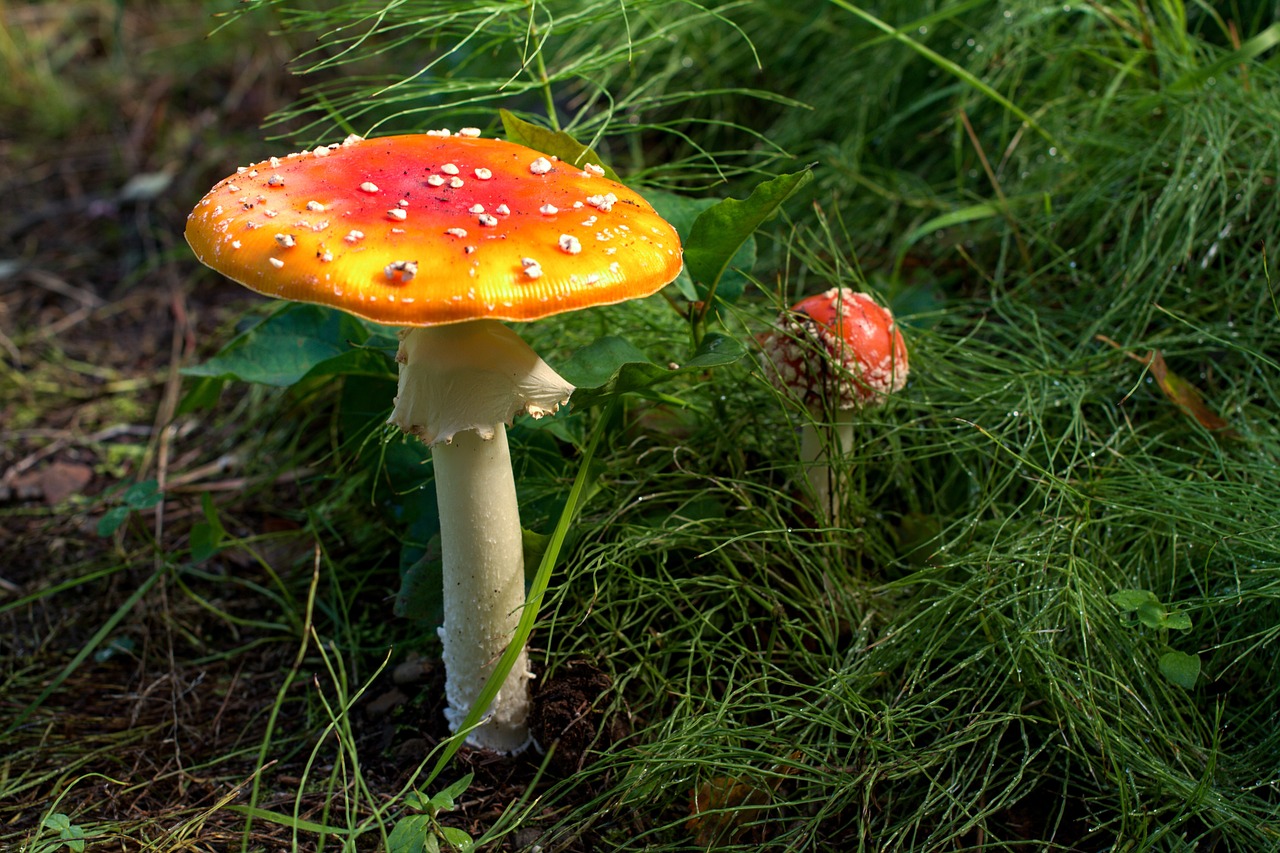 Mushroom, alaska, anchorage, red, poison, landscape, autumn, magic, fungus, green landscape, green magic, alaska, alaska, alaska, alaska, alaska