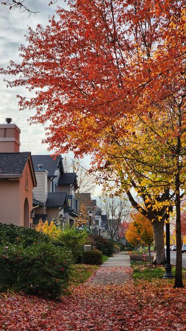 Picturesque suburban street with vibrant autumn foliage, showcasing colorful trees and charming houses.