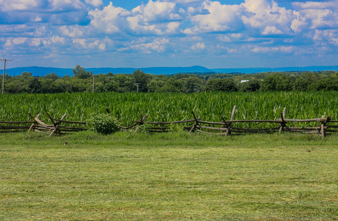 The cornfield, antietam, maryland, battlefield, countryside, landscape, historic, american civil war, antietam, maryland, maryland, maryland, battlefield, battlefield, battlefield, battlefield, battle