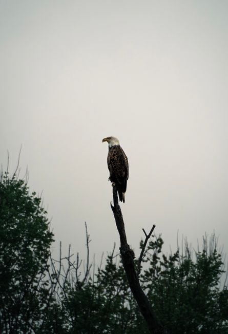 Majestic bald eagle perched on a tree, captured in Ashburn, Virginia.