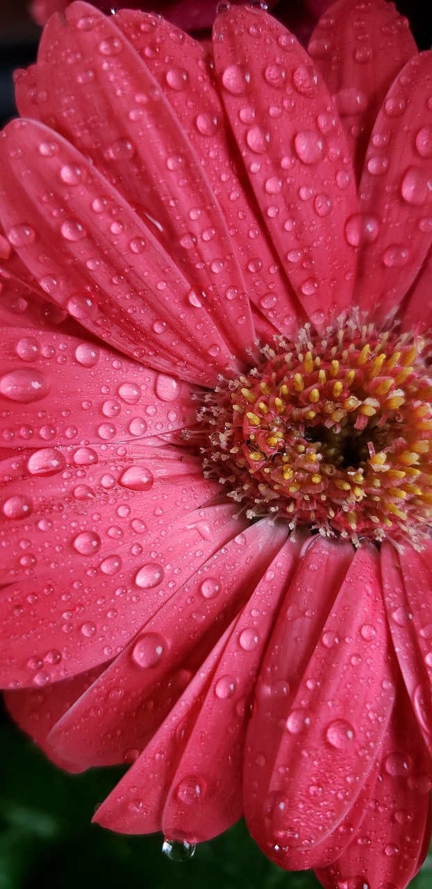 Pink, water, beautiful flowers, garden, bloom, flower, summer, flower background, flower wallpaper, nature, pink water, pink summer, pink garden, pink gardening, United States, Virginia, Ashburn