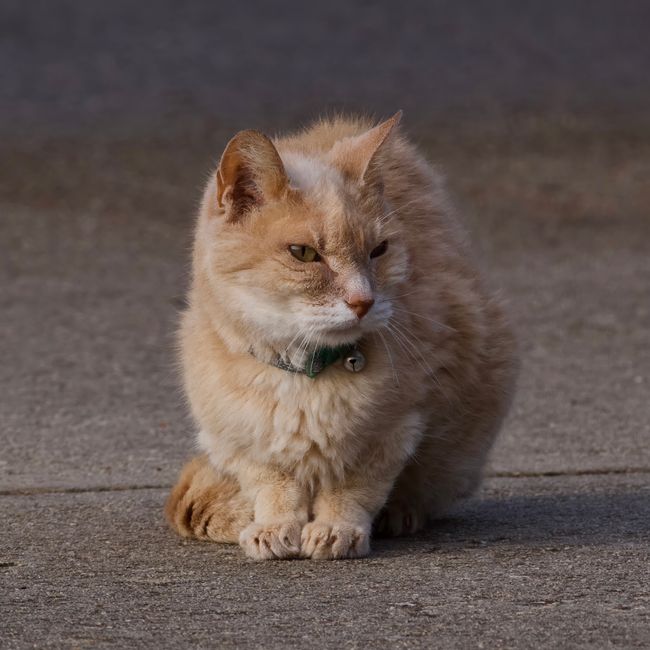 Charming ginger cat sitting comfortably on pavement in Athens, Alabama, during daylight.