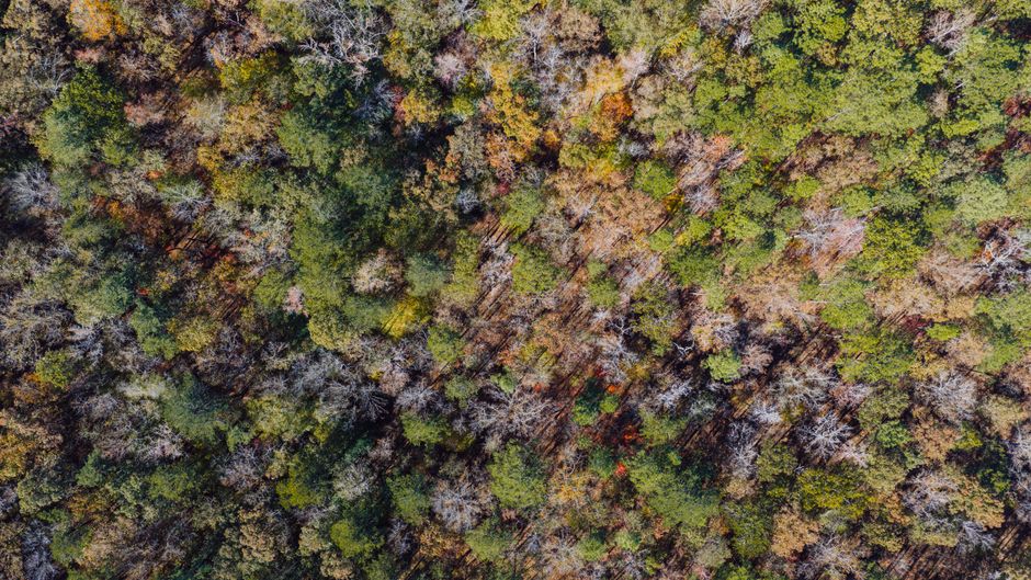 A stunning aerial view of the autumn forest landscape in Birmingham, Alabama, showcasing vibrant fall colors.