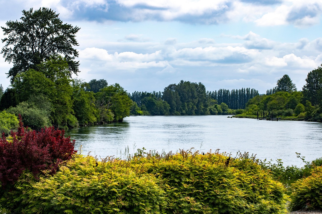 River, trees, bushes, riverscape, nature, snohomish river, washington state, landscape, water, green river, clouds, cloudy sky
