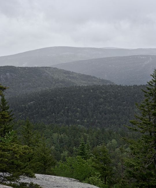 Serene forest landscape in Bar Harbor, Maine, under cloudy skies.
