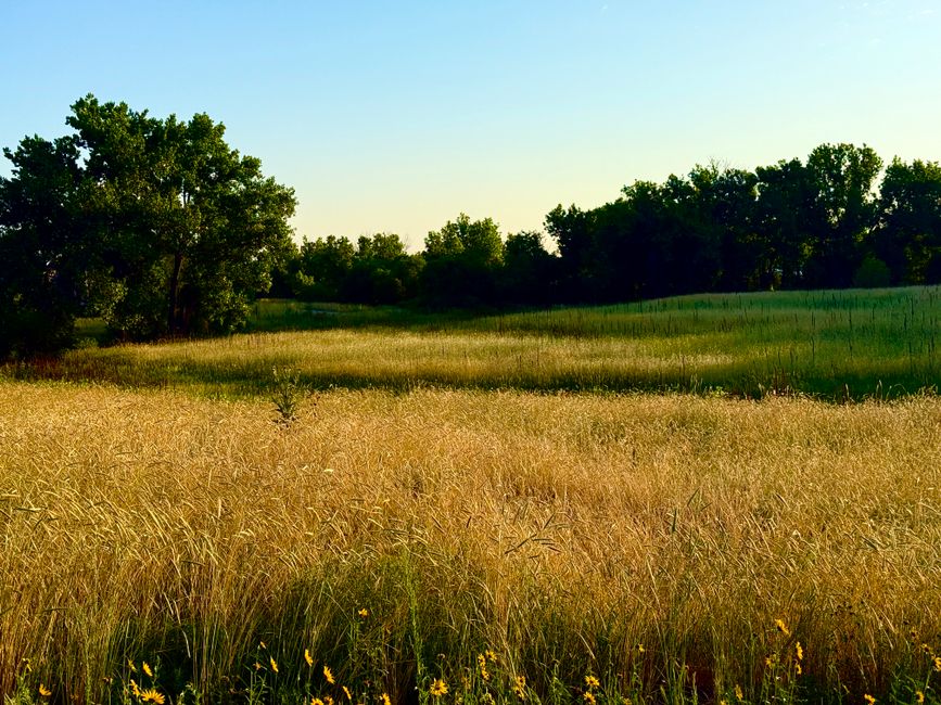 Explore this tranquil meadow in Aurora, Colorado, showcasing lush greenery and warm golden hues at sunrise.