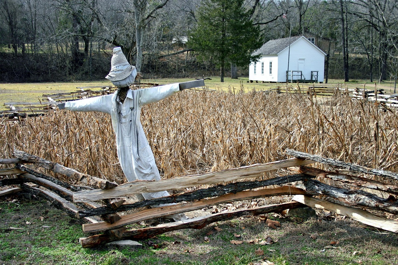 Missouri, landscape, fence, corn, scarecrow, fall, autumn, trees, nature, outside, countryside, missouri, scarecrow, scarecrow, scarecrow, scarecrow, scarecrow