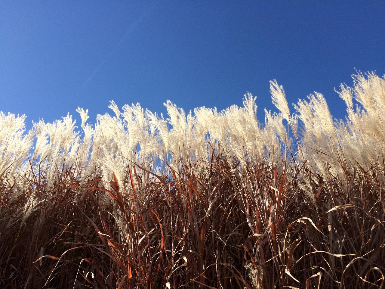 Grass, winter, sky, blue, midwest, landscape, environment, rural, country, outdoors, grasses, sunlight, blue sky, nature, United States, Nebraska, Omaha