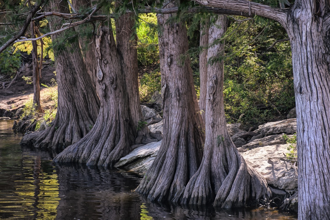 Cypress, tree, roots, nature, texas, austin, atx, river, forest, natural, landscape, waterway, cypress, cypress, cypress, cypress, texas, texas, austin, austin, austin, austin, austin