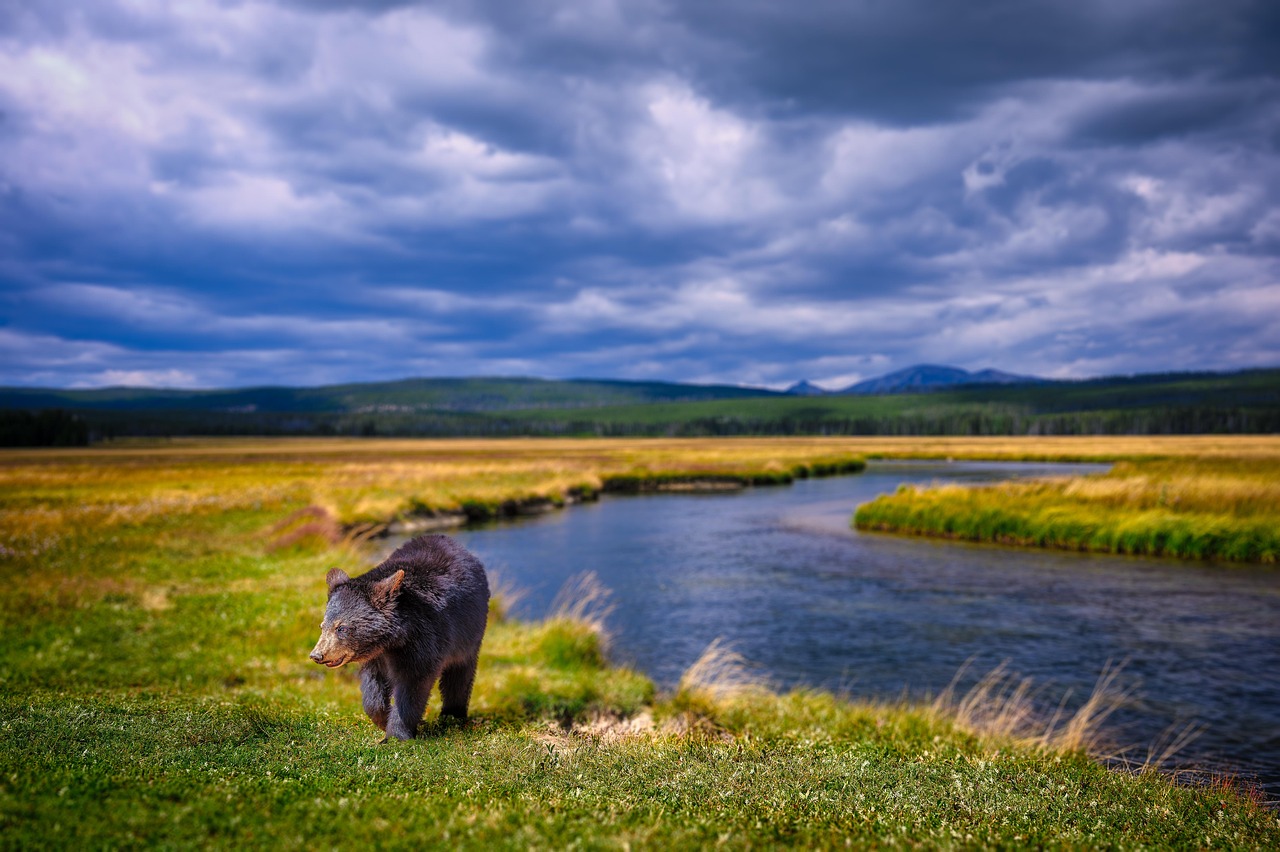 Bear, cub, yearling, river, montana, nature, wildlife, landscape, montana, montana, montana, montana, montana