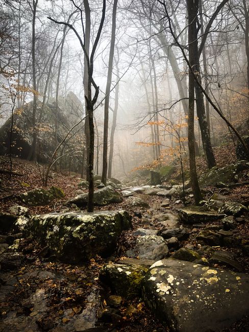 A serene forest landscape in Jefferson Township, Arkansas enveloped in fog, highlighting mossy rocks and bare trees.