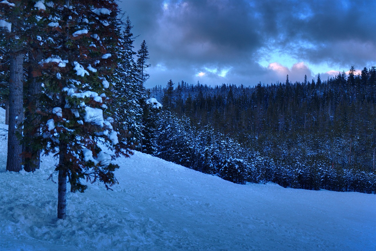 Forest, snow, oregon, bend, pacific northwest, mt bachelor, winter, wonderland, cold, nature, travel, hiking
