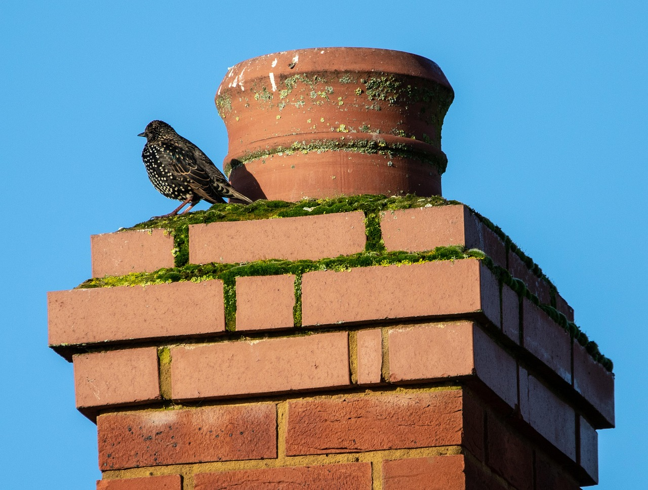 Starling, nature, starling on a brick chimney, brick, chimney, bird on roof, house, bird perching, sunny, colours, avian, sky, roof