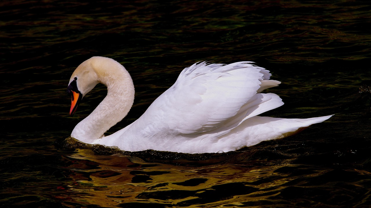Swan, water bird, bird, plumage, white, anumtig, waters, nature, animal, proud to be a swan, swan, swan, swan, swan, swan