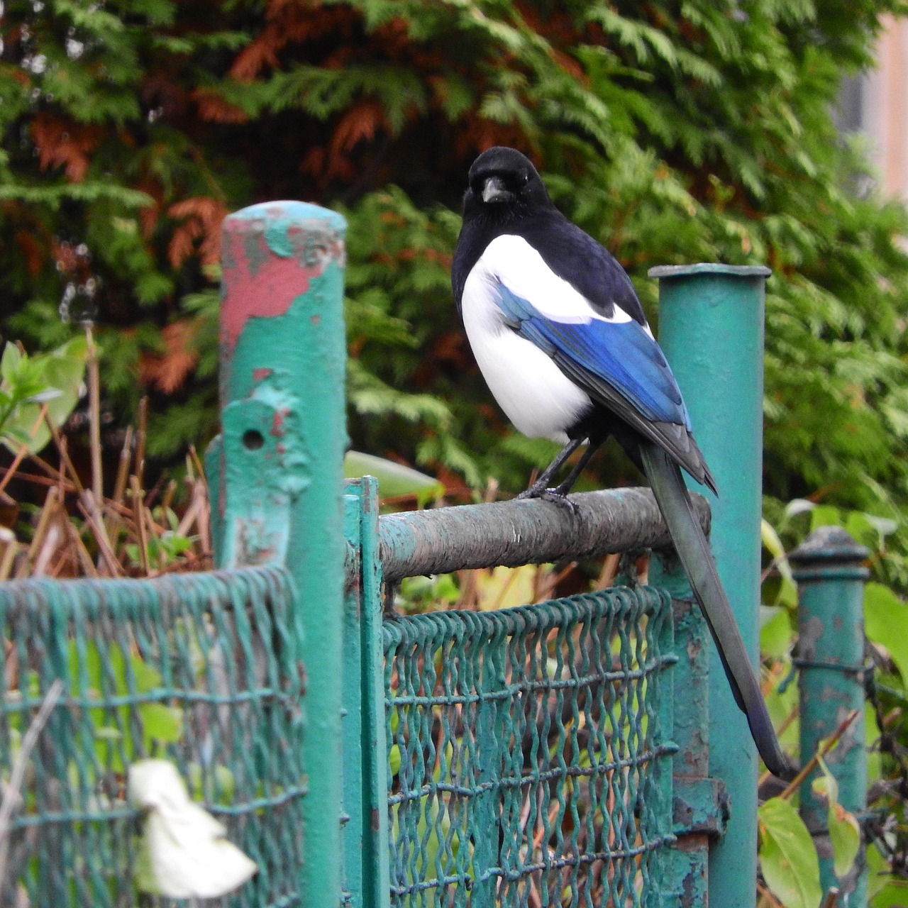 Magpie, a bird in the city, bird on a fence, pica pica, magpie, magpie, magpie, magpie, magpie
