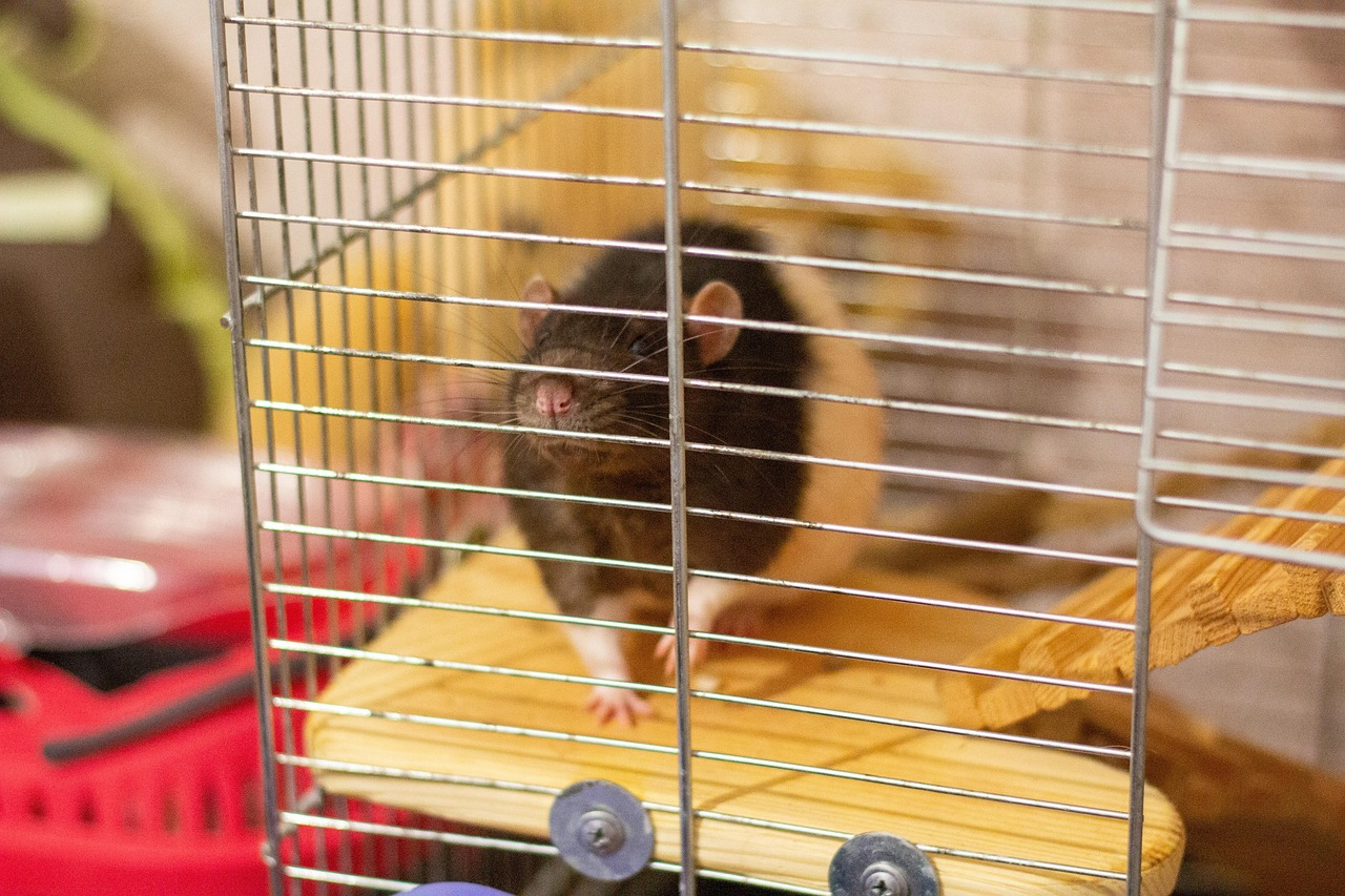 Rat, cell, an animal in a cage, rat in a cage, paws, furry, cage, animal in a cage, fluffy