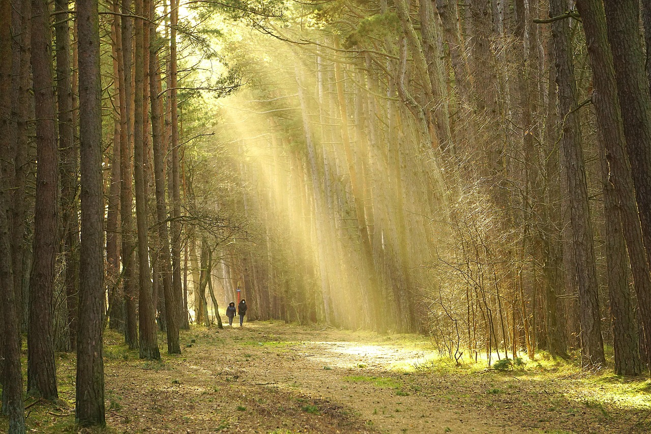 Forest, trees, sunlight, the path, the road in the forest, track, nature, landscape, walk in the woods, forest road, hiking trail, couple on a walk, walk, couple together, relation, relaxation, oxygen