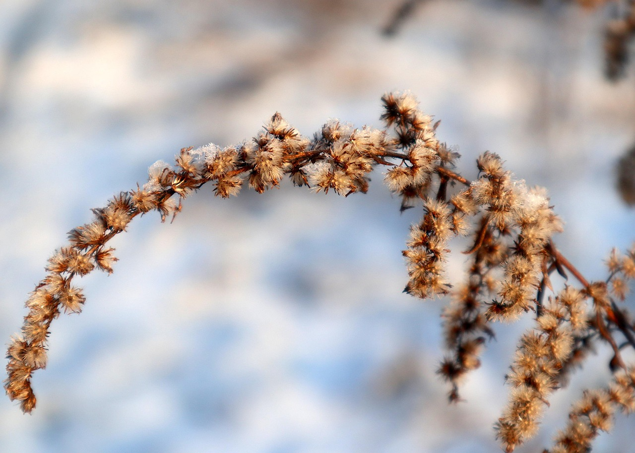 Solidago, dry, snow, winter, cold, nature, on a meadow