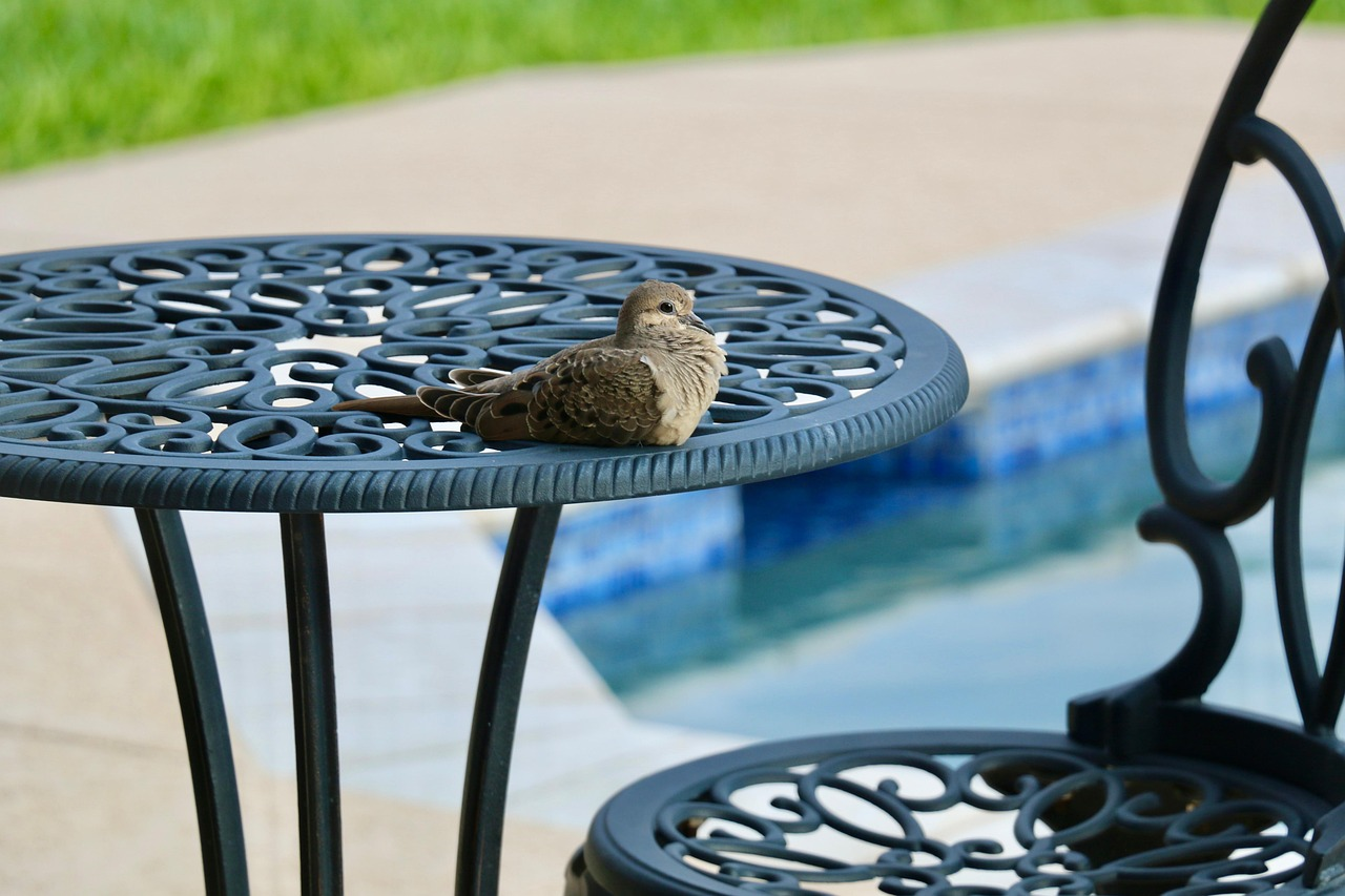 Dove, bird, patio furniture, poolside, nature, avian, dove, dove, dove, dove, dove, patio furniture, poolside