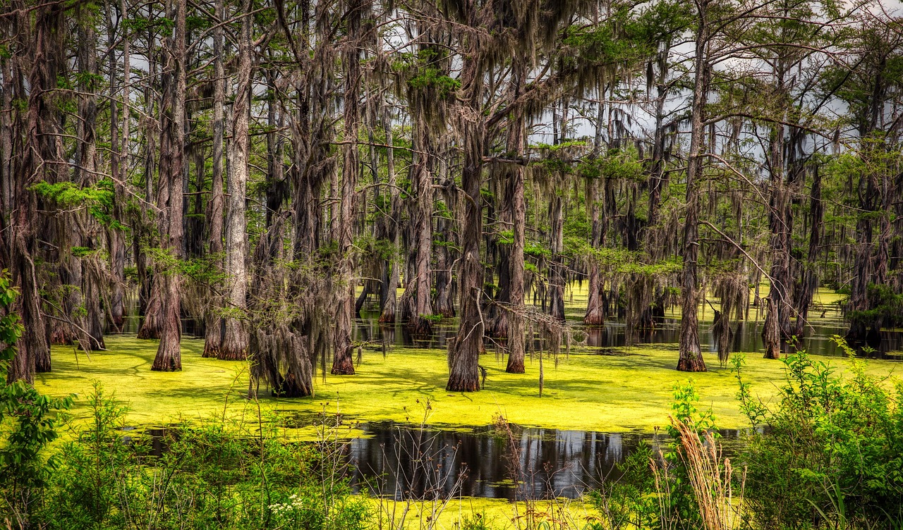 Mississippi, swamp, marsh, forest, trees, woods, water, reflections, mood, landscape, nature, outdoors, hdr, algae, country, rural, mississippi, swamp, swamp, swamp, swamp, swamp, algae, United States