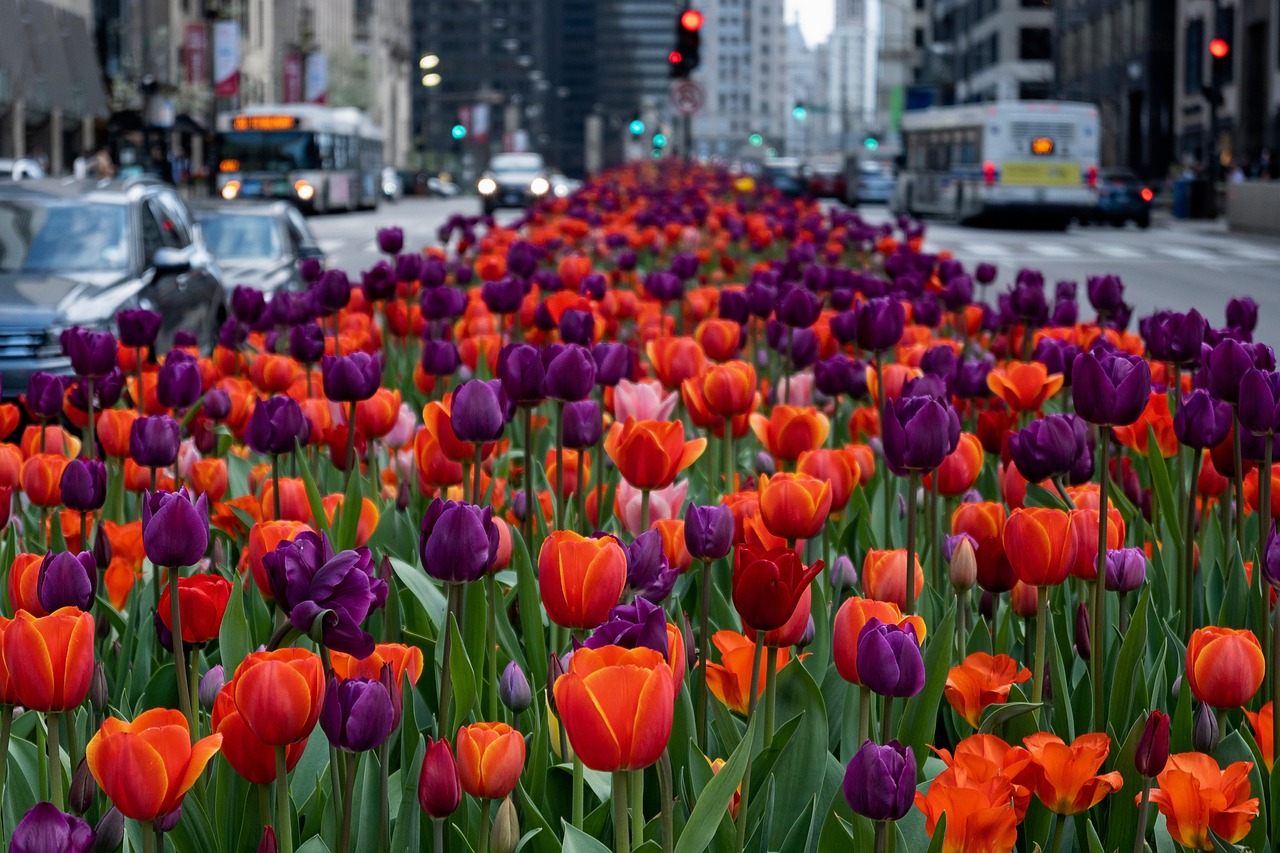 Flowers, street, chicago, beautiful flowers, flower wallpaper, downtown, illinois, usa, flower background, mile, nature, city, landscape
