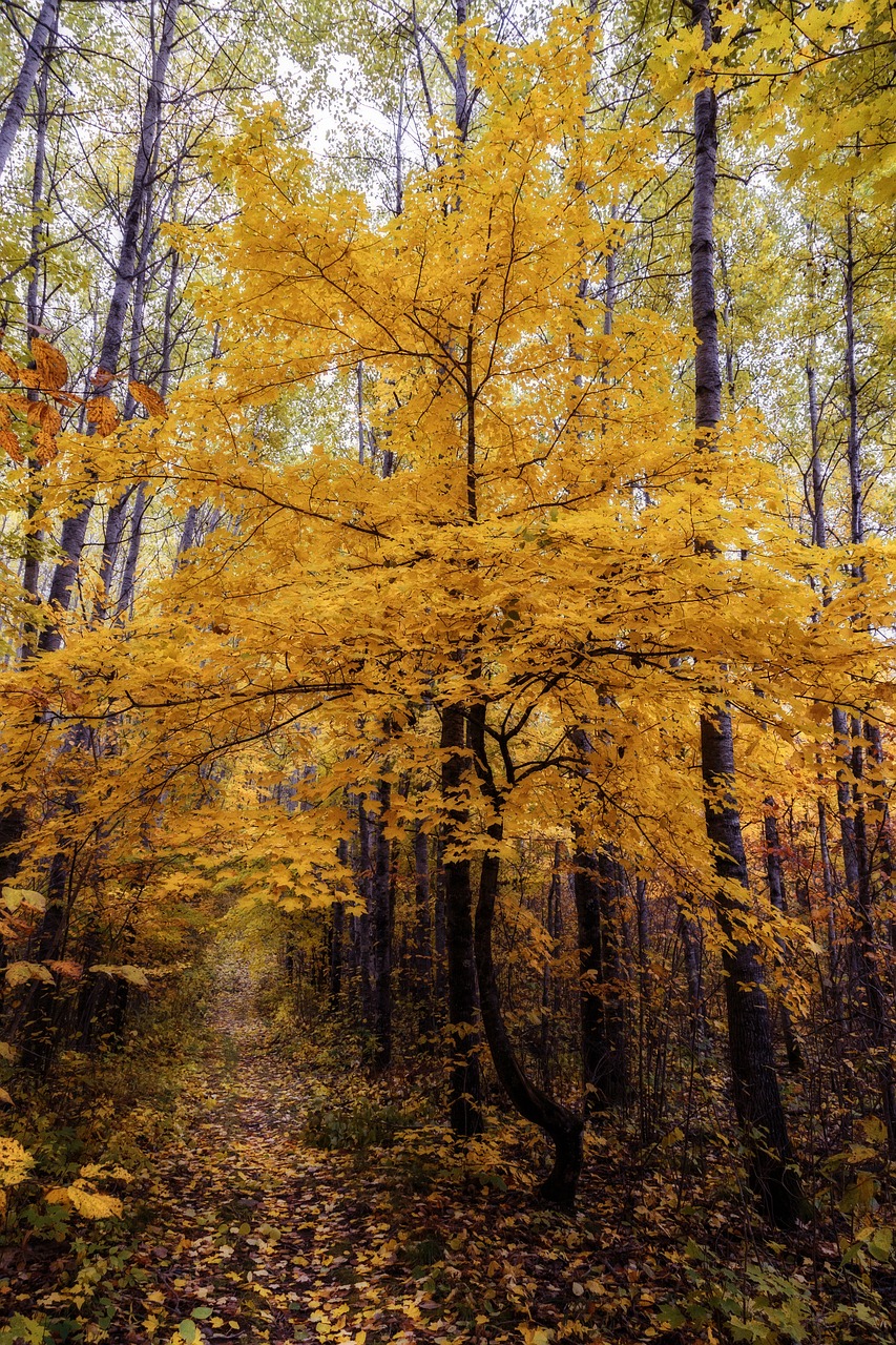 Usa, landscape, nature, travel, clouds, scenic, minnesota, fall, autumnal, autumn leaves, silence, colors, trees, minnesota, minnesota, minnesota, minnesota, minnesota, trees