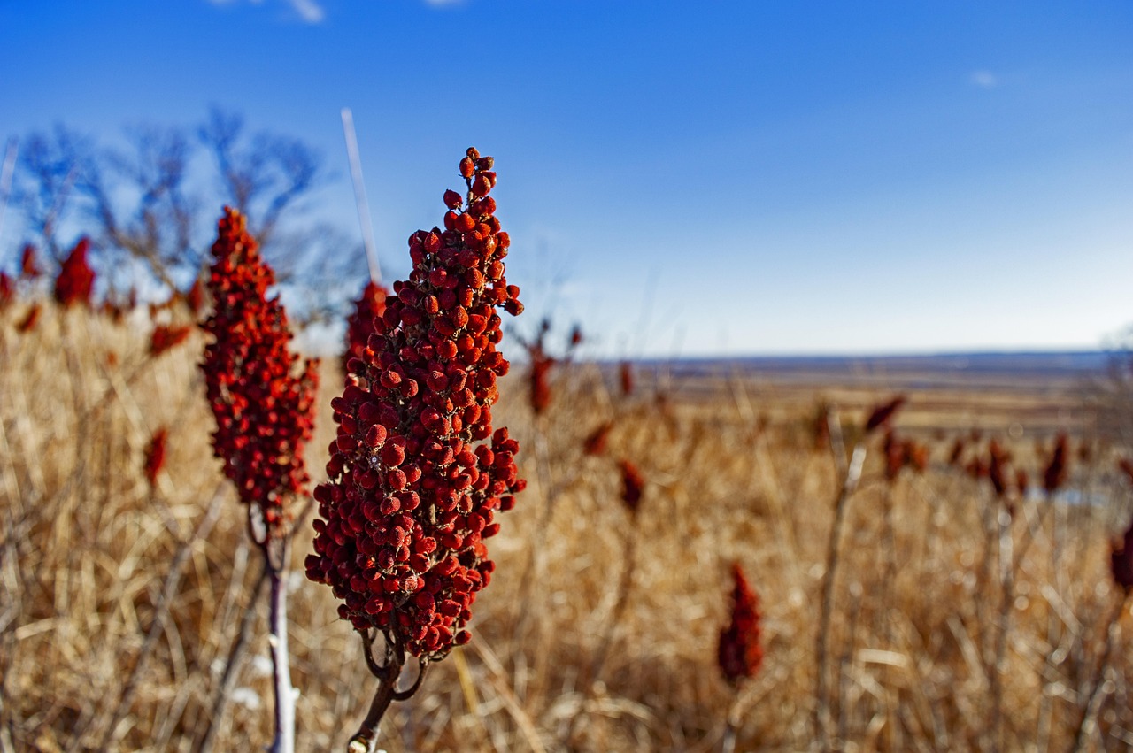 Loess hills, loess hills missouri, nature, winter, fall, bluffs, hills, horizon, landscape, hiking, backpacking, missouri, midwest, prairie, blue sky, farmland, missouri river, missouri river valley,