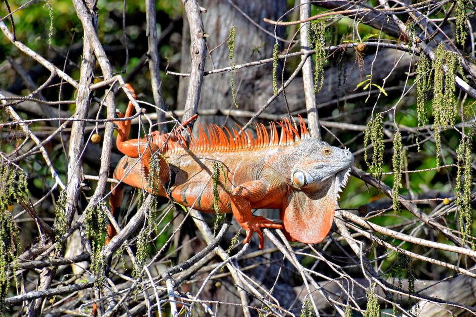 A vibrant green iguana rests among tree branches in Boynton Beach, Florida.
