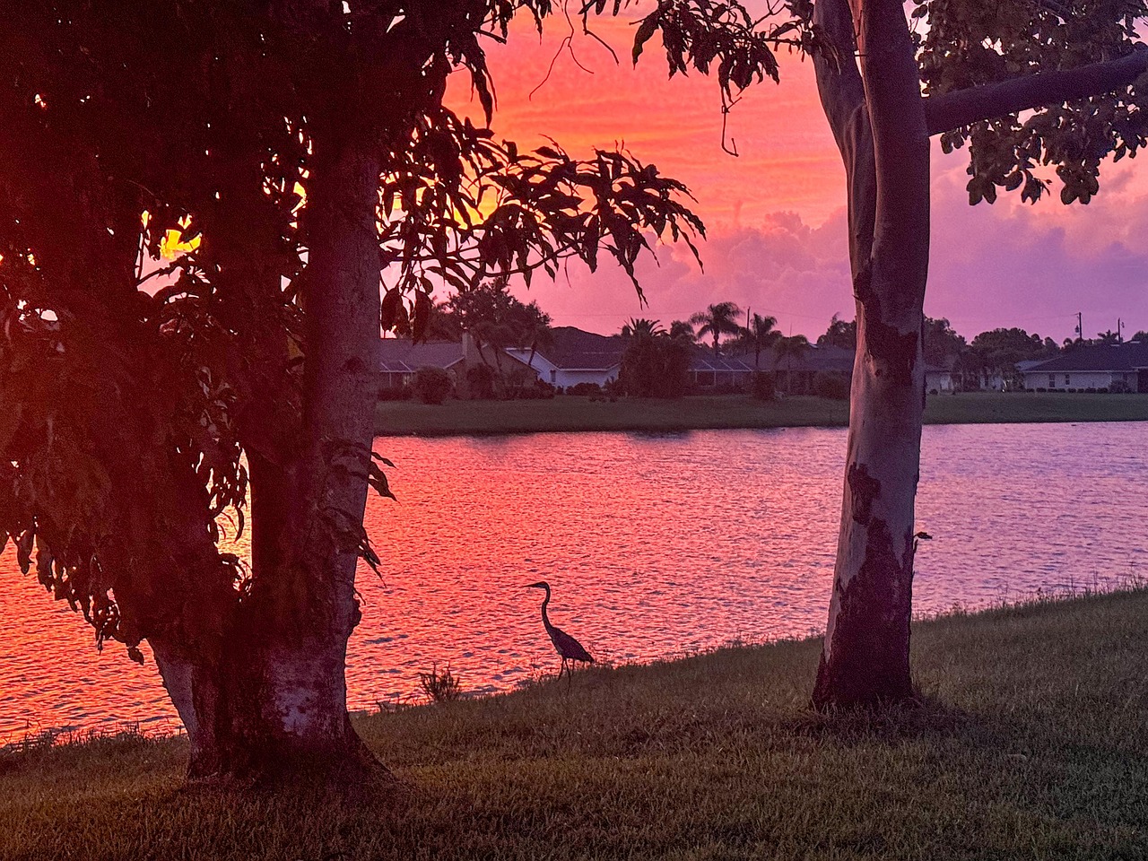 Sunset, lake, crane, bird, nature, tree, landscape, United States, Florida, Harbour Heights