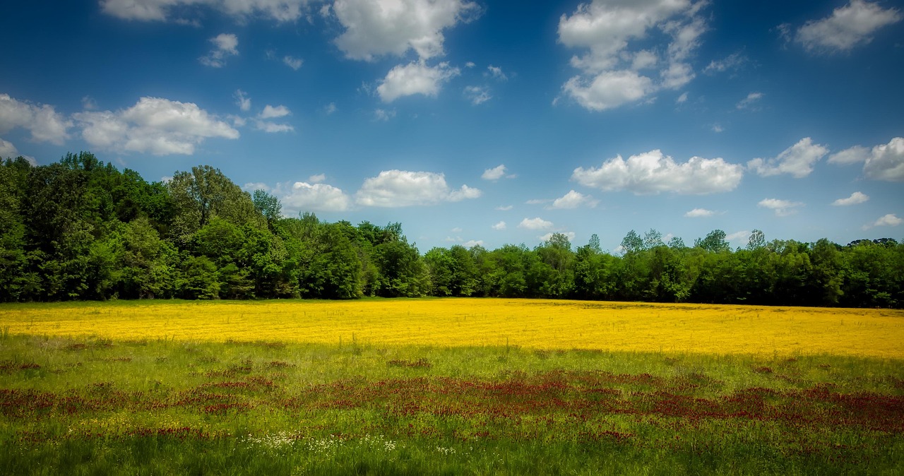 Mississippi, america, clover, rapeseed, meadow, field, landscape, forest, woods, trees, nature, outdoors, farm, country, rural, panorama, agriculture, mississippi, mississippi, mississippi, mississipp