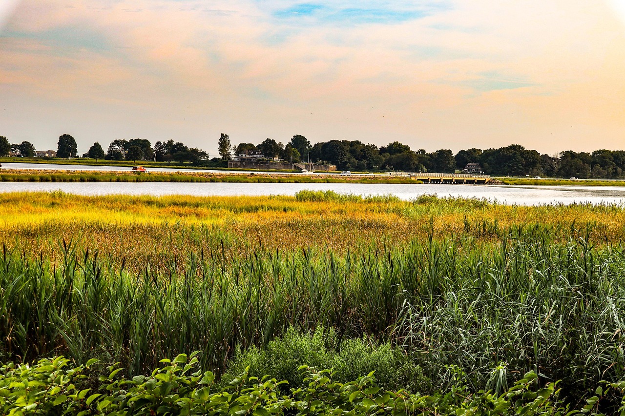 Marsh, grass, connecticut, nature, landscape, connecticut, connecticut, connecticut, connecticut, connecticut