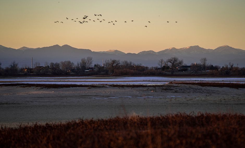 A serene view of birds flying over a marshland at dawn in Brighton, Colorado.