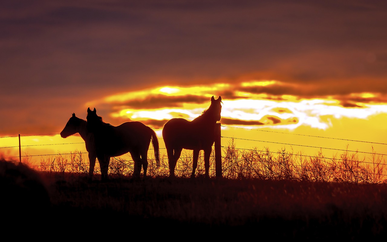 Horses, horse, equine, equestrian, nature, cowboy, western, farm, pasture, outdoor, sunset, ranch, field, countryside, farmland, country, agriculture, peaceful, scenic, landscape, scenery, sky, horizo