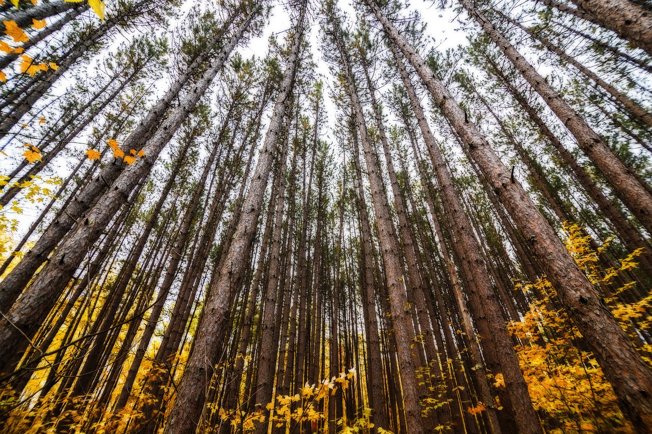 Usa, landscape, nature, travel, clouds, scenic, minnesota, fall, autumnal, autumn leaves, silence, colors, trees, minnesota, minnesota, minnesota, minnesota, minnesota