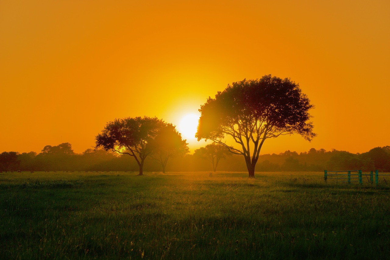 Sunset, trees, scenery, nature, sky, landscape, scenic, evening, texas, texas, texas, texas, texas, texas