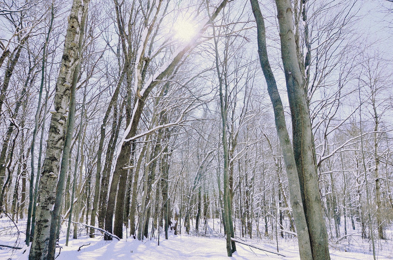 Winter, snow, wood, tree, landscape, nature, nature center, minnesota, birch trees, pine trees, sundown, minnesota, minnesota, minnesota, minnesota, minnesota