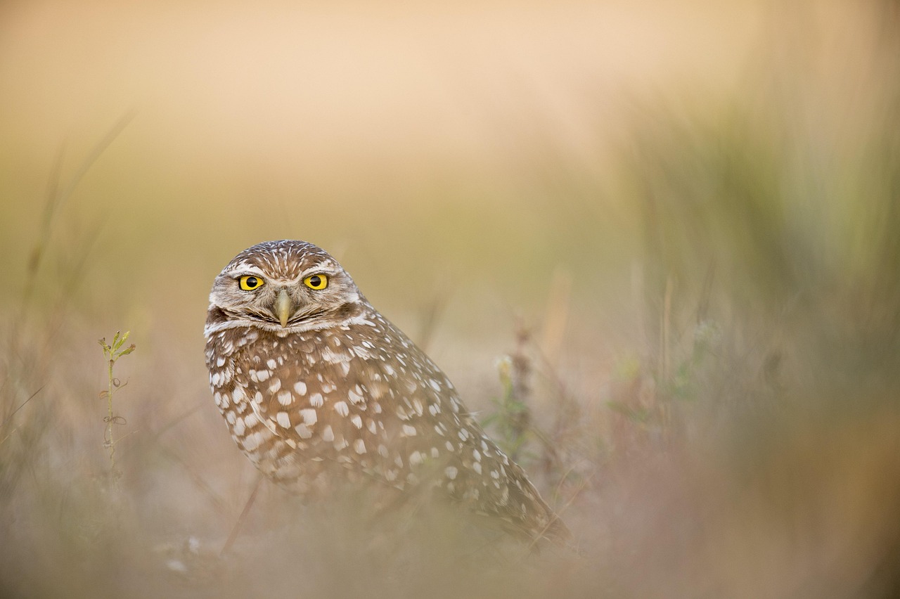 Owl, bird, raptor, nature, bird of prey, ave, avian, ornithology, birdwatching, animal, feathers, plumage, wildlife, animal world, wildlife photography, United States, Florida, Cape Coral