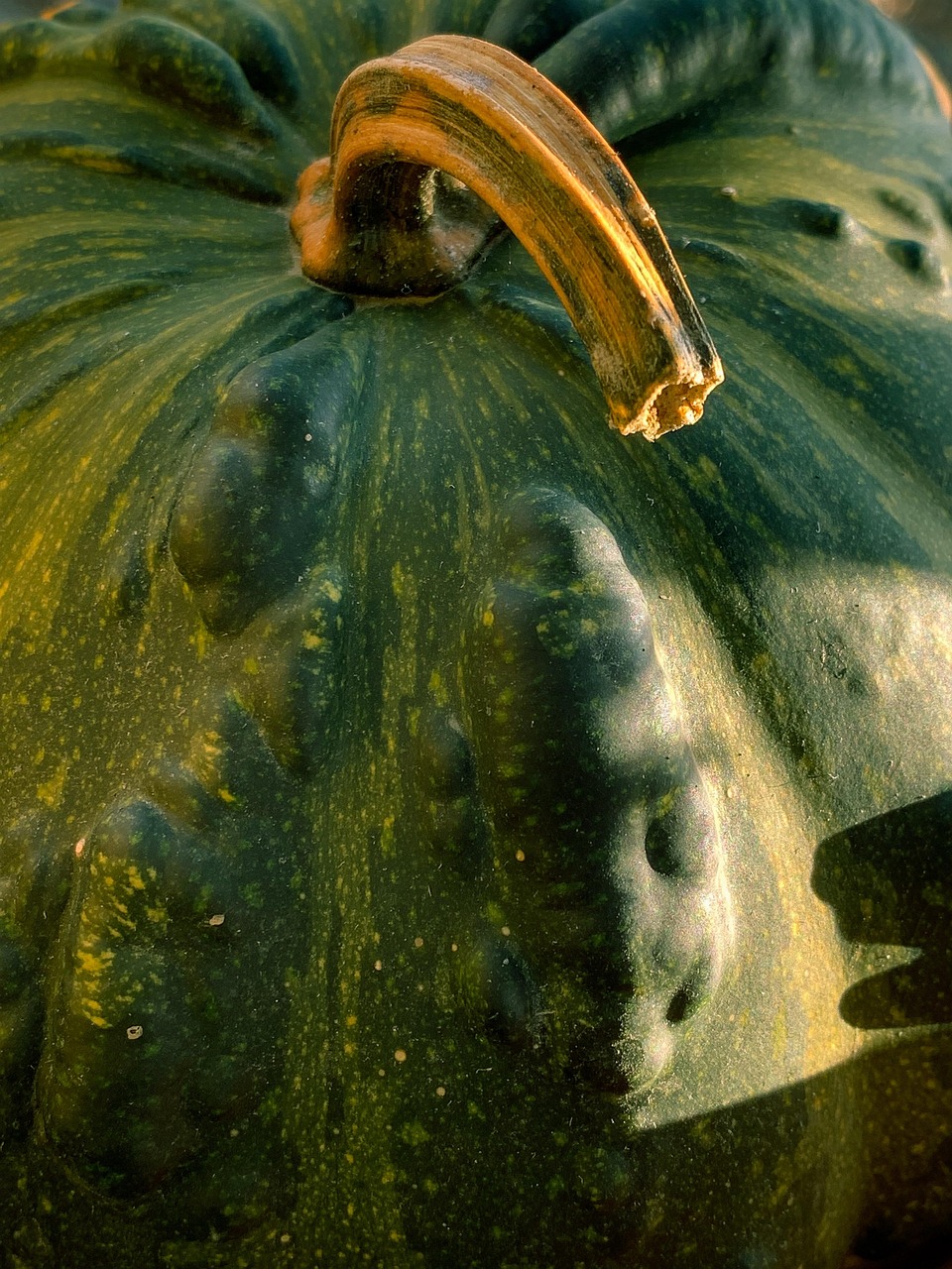 Vegetable, pumpkin, squash, fall, autumn, harvest, nature, close up, United States, Caribou, Maine