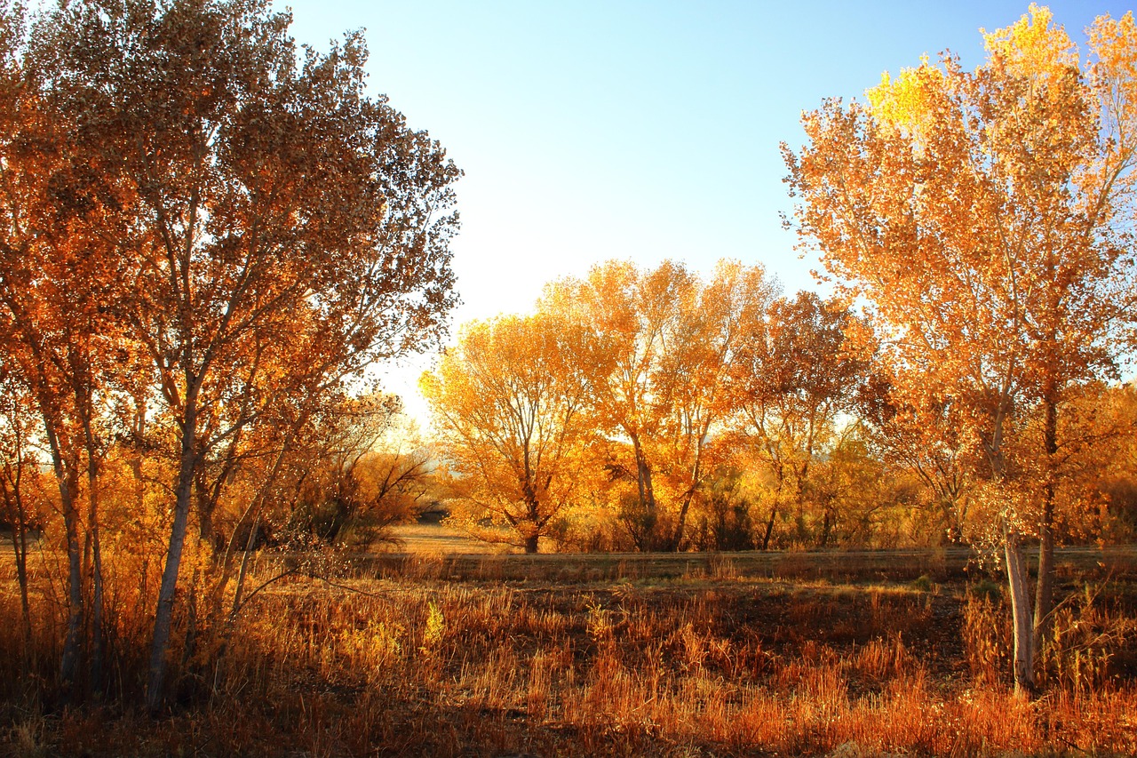Trees, forest, evening, bosque del apache, new mexico, autumn, landscape, nature, forest, new mexico, new mexico, new mexico, new mexico, new mexico, landscape, nature