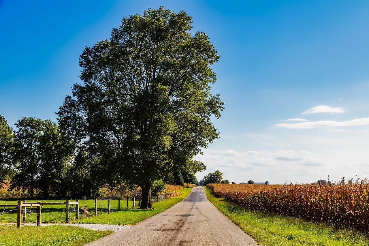 Indiana, landscape, cornfield, corn, road, trees, sky, clouds, summer, nature, outdoors, country, countryside, rural, hdr, farm, crop, agriculture, indiana, indiana, indiana, indiana, indiana