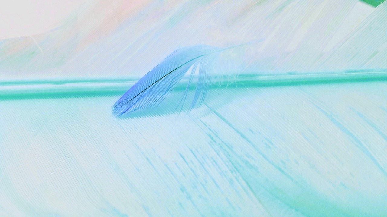 Abstract, desktop, nature, feathers, pattern, color, texture, United States, Cary, North Carolina