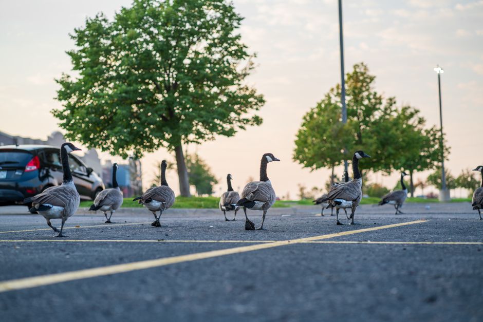 A flock of Canada geese walking through a parking lot in Centennial, Colorado at dawn.