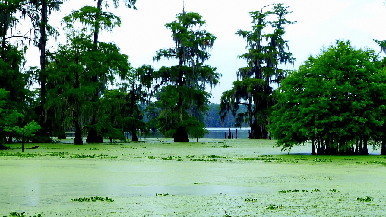Bayou, morning, marsh, louisiana, the water, savage, nature, mousse, calm, landscape, trees, usa, roots, bayou, bayou, bayou, louisiana, louisiana, louisiana, louisiana, louisiana