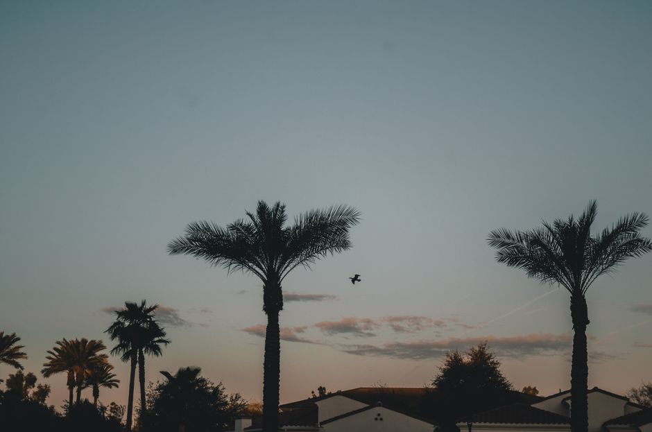 Silhouettes of palm trees against a vibrant sunset sky in Chandler, Arizona.