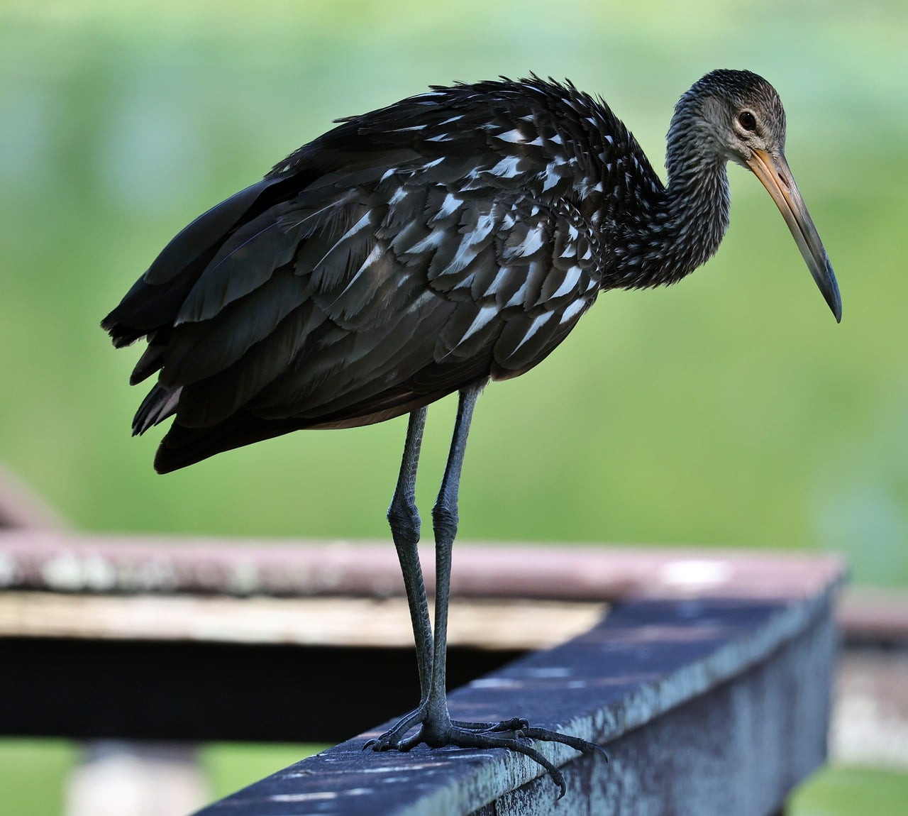Limpkin, bird, avian, wildlife, nature, animal, florida, clearwater