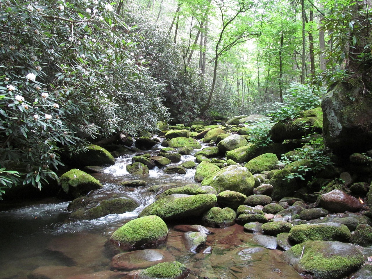 Smoky, mountains, park, nature, green, forest, trees, smoky mountains, tennessee, national, great, scenic, tourism, gatlinburg, natural, landscape, green mountain, green park, smoky mountains, smoky m