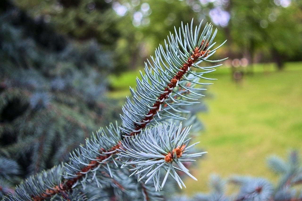 Blue spruce detail, spruce, needles, branch, green, tree, conifer, nature, forest, plant, evergreen, pine, softwood, landscape, needle, trees, nebraska national forest, nebraska, nebraska, nebraska, n