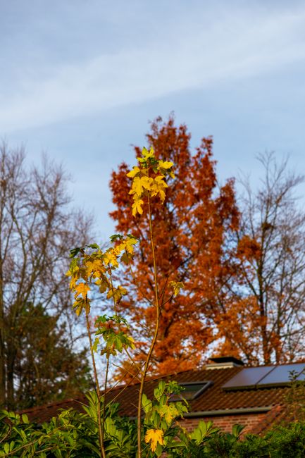 Colorful autumn leaves against a blue sky with a rooftop below, showcasing seasonal change.